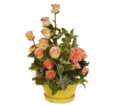 Plants and Flowers